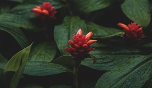 Preview wallpaper flowers, red, wet, leaves, plants