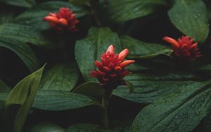 Preview wallpaper flowers, red, wet, leaves, plants