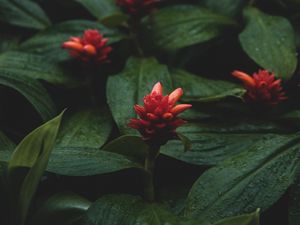 Preview wallpaper flowers, red, wet, leaves, plants