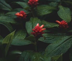 Preview wallpaper flowers, red, wet, leaves, plants