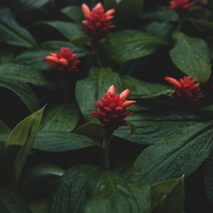 Preview wallpaper flowers, red, wet, leaves, plants