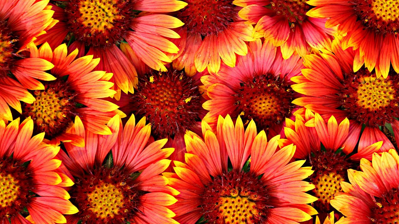 Wallpaper flowers, red, yellow hd, picture, image