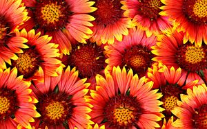 Preview wallpaper flowers, red, yellow