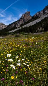 Preview wallpaper flowers, rocks, wildflowers, field, slope