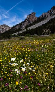 Preview wallpaper flowers, rocks, wildflowers, field, slope