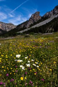 Preview wallpaper flowers, rocks, wildflowers, field, slope