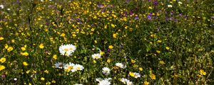 Preview wallpaper flowers, rocks, wildflowers, field, slope