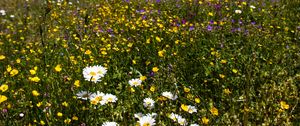 Preview wallpaper flowers, rocks, wildflowers, field, slope