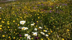 Preview wallpaper flowers, rocks, wildflowers, field, slope