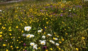 Preview wallpaper flowers, rocks, wildflowers, field, slope