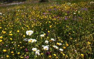 Preview wallpaper flowers, rocks, wildflowers, field, slope