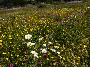 Preview wallpaper flowers, rocks, wildflowers, field, slope