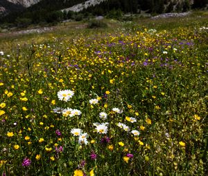 Preview wallpaper flowers, rocks, wildflowers, field, slope