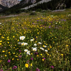 Preview wallpaper flowers, rocks, wildflowers, field, slope