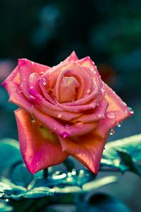 Preview wallpaper flowers, rose, petals, stem, focus, sharpness, drops, leaves