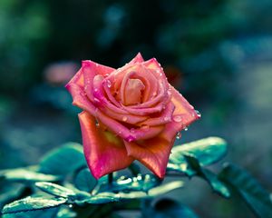 Preview wallpaper flowers, rose, petals, stem, focus, sharpness, drops, leaves