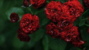 Preview wallpaper flowers, rose, roses, red, small, bush, dew, drops, water
