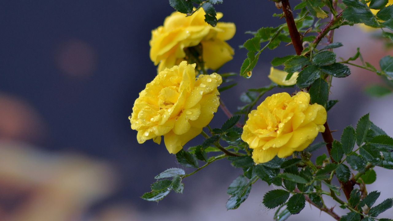 Wallpaper flowers, roses, branch, drops, yellow roses