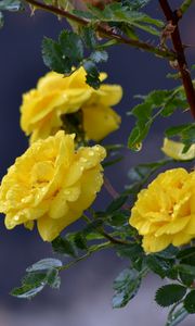 Preview wallpaper flowers, roses, branch, drops, yellow roses