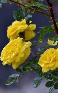 Preview wallpaper flowers, roses, branch, drops, yellow roses