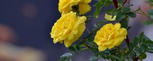 Preview wallpaper flowers, roses, branch, drops, yellow roses