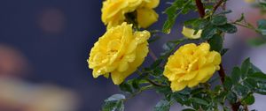 Preview wallpaper flowers, roses, branch, drops, yellow roses