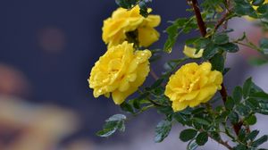 Preview wallpaper flowers, roses, branch, drops, yellow roses