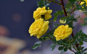 Preview wallpaper flowers, roses, branch, drops, yellow roses