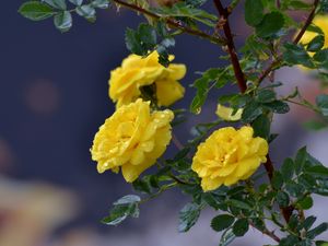 Preview wallpaper flowers, roses, branch, drops, yellow roses