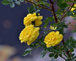 Preview wallpaper flowers, roses, branch, drops, yellow roses