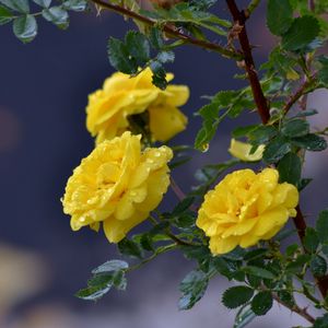 Preview wallpaper flowers, roses, branch, drops, yellow roses