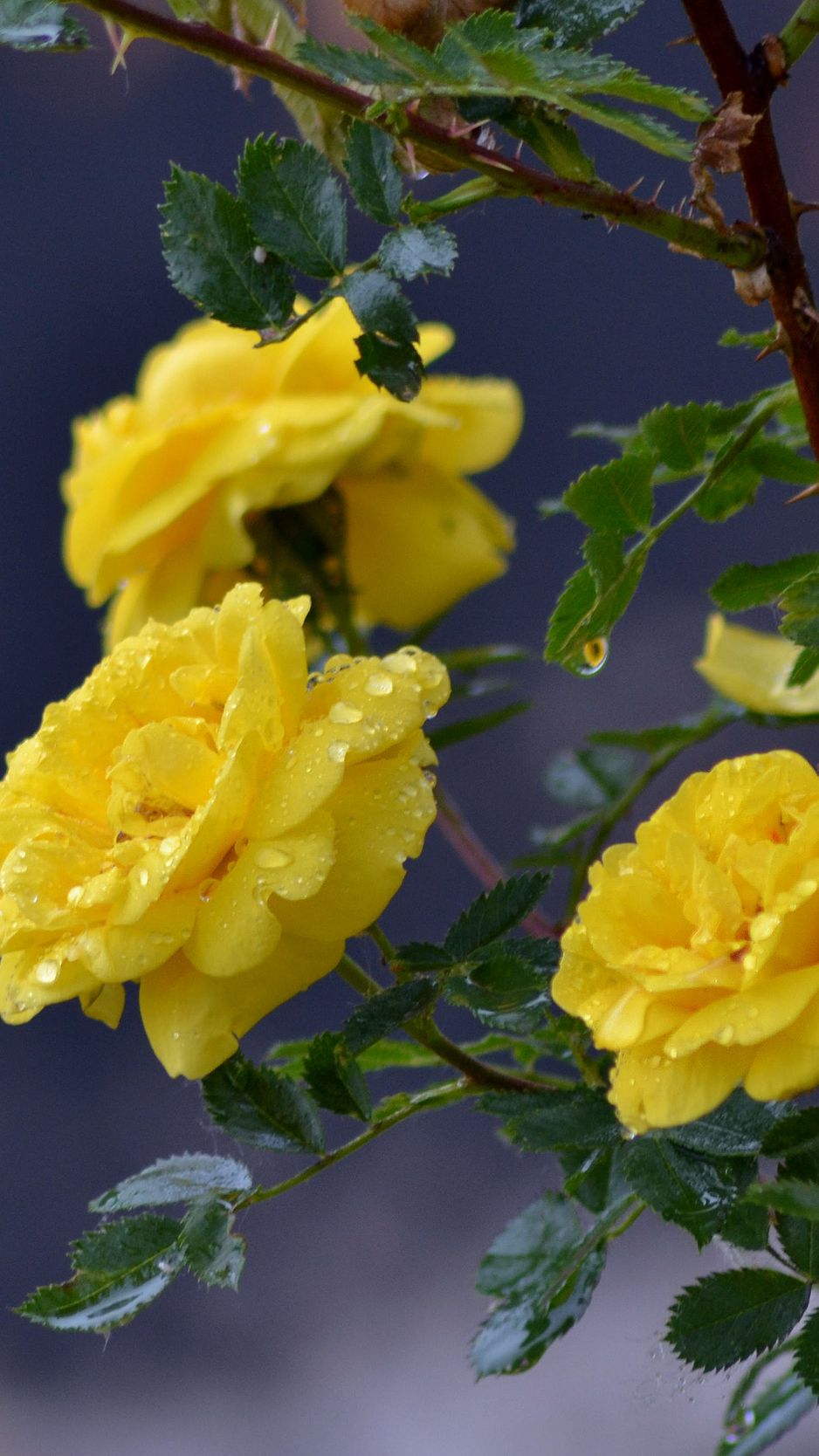 Download wallpaper 938x1668 flowers, roses, branch, drops, yellow roses  iphone 8/7/6s/6 for parallax hd background