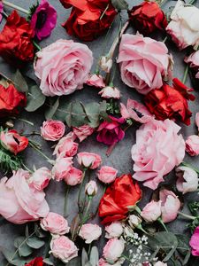 Preview wallpaper flowers, roses, composition, red, pink