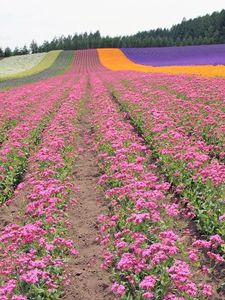 Preview wallpaper flowers, rows, trees, sky, field, landing