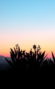 Preview wallpaper flowers, shadow, plant, sunset