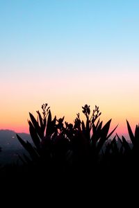 Preview wallpaper flowers, shadow, plant, sunset