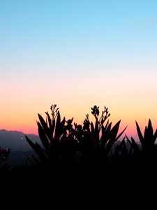 Preview wallpaper flowers, shadow, plant, sunset