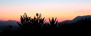 Preview wallpaper flowers, shadow, plant, sunset