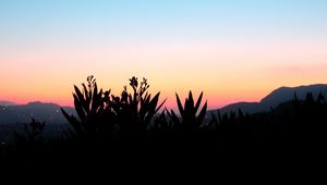 Preview wallpaper flowers, shadow, plant, sunset