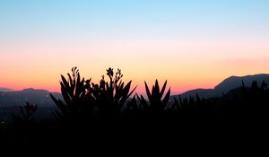 Preview wallpaper flowers, shadow, plant, sunset
