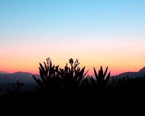 Preview wallpaper flowers, shadow, plant, sunset