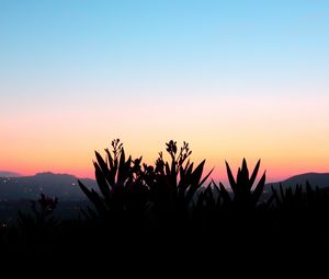 Preview wallpaper flowers, shadow, plant, sunset