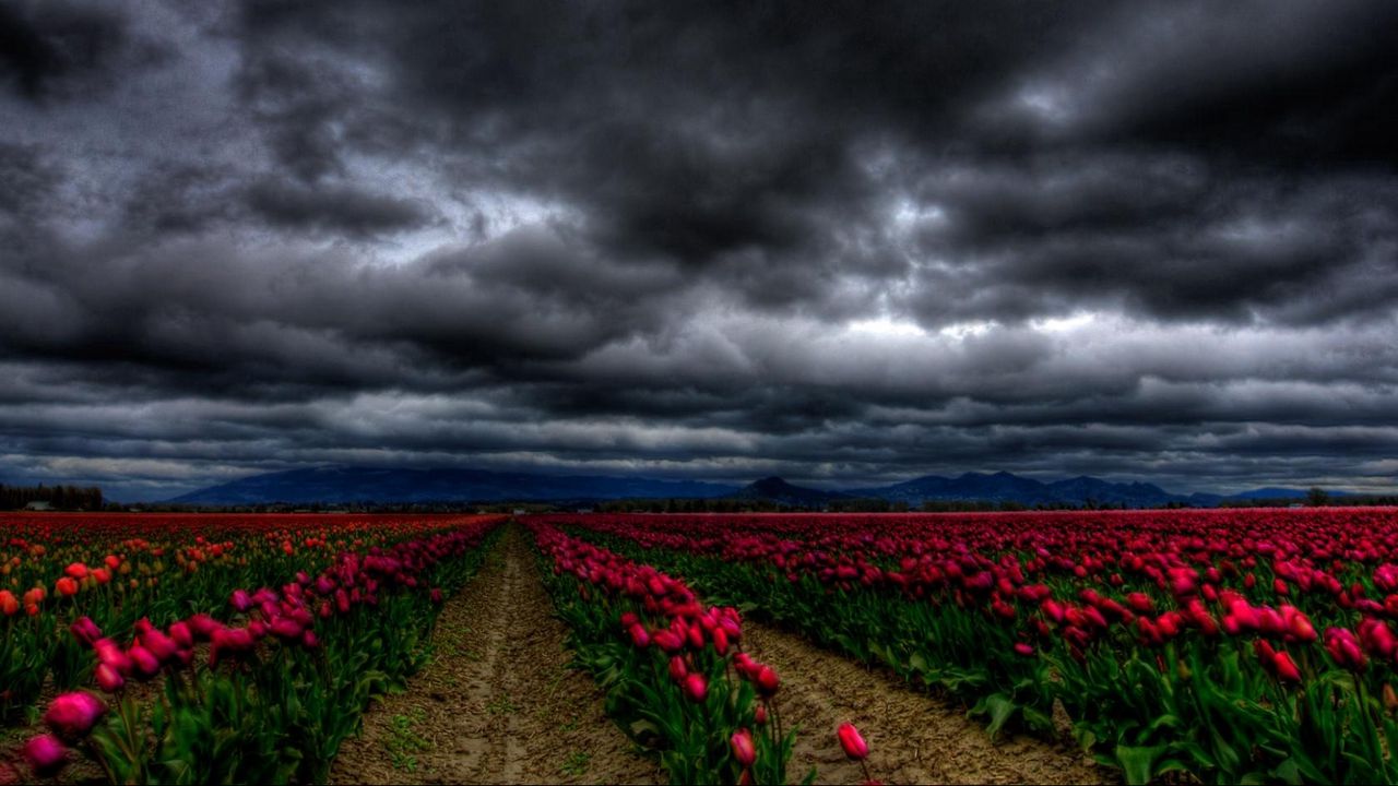Wallpaper flowers, sky, clouds, tulips, field