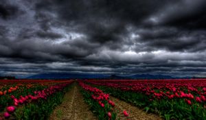 Preview wallpaper flowers, sky, clouds, tulips, field