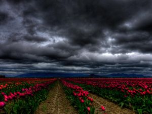 Preview wallpaper flowers, sky, clouds, tulips, field