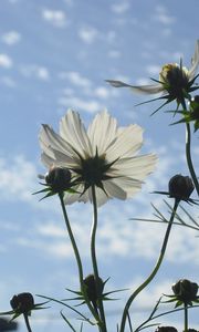 Preview wallpaper flowers, sky, clouds, stems