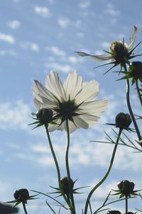 Preview wallpaper flowers, sky, clouds, stems