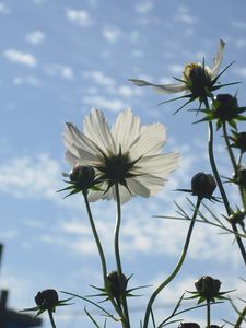 Preview wallpaper flowers, sky, clouds, stems