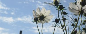 Preview wallpaper flowers, sky, clouds, stems