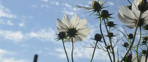 Preview wallpaper flowers, sky, clouds, stems